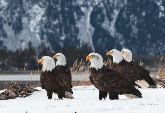 photo of 5 eagles in the snow in front of mountain