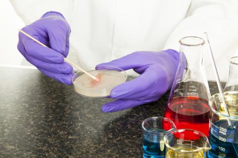 Biologist examining organisms in petri dish.