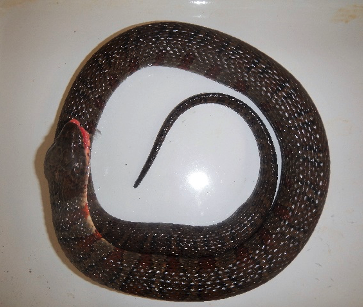 watersnake