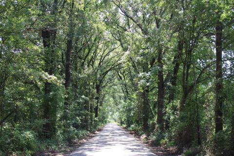 Road less traveled