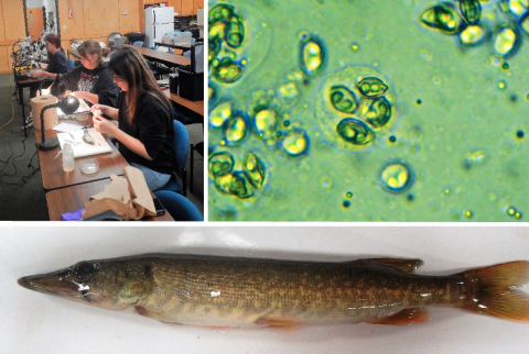 fish research