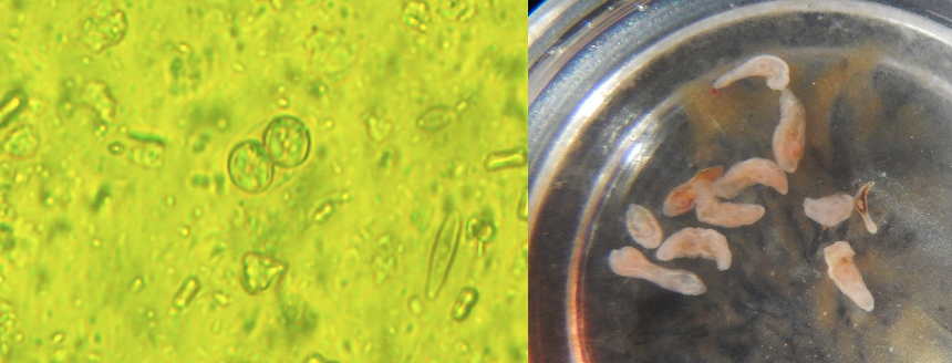parasites