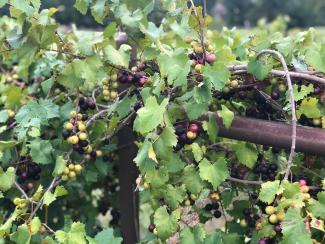 muscadine grapes on the vine