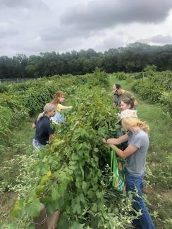 students picking muscadines