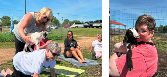 goat yoga pics