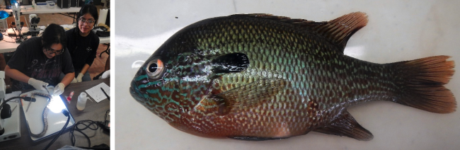 fish research