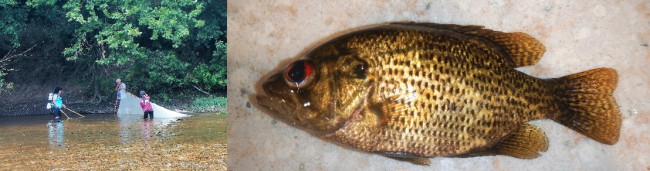 fish hydroshocking