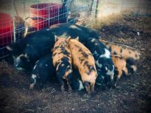 Picture of Kune Kune Pigs