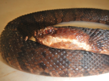 snake