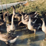 Ducks