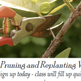 pruning a tree