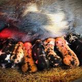 piglets