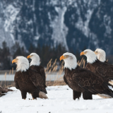 photo of 5 eagles in the snow in front of mountain