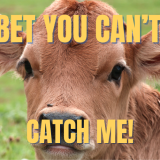 baby calf