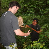 collecting larvae