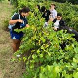 students picking grapes