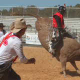 bullriding