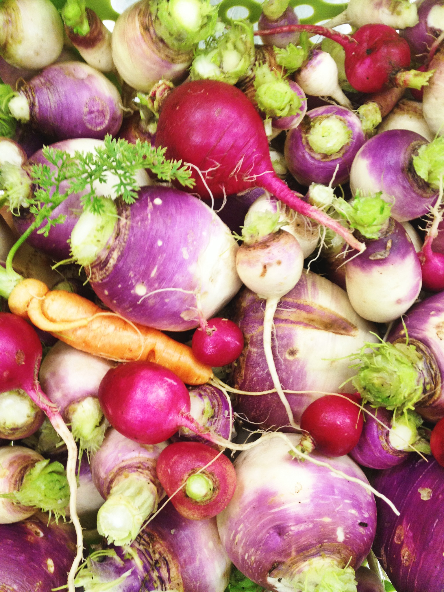 NTCC /uploads/2013/06/spring-produce-turnips1.jpg